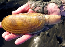 Raser Clams